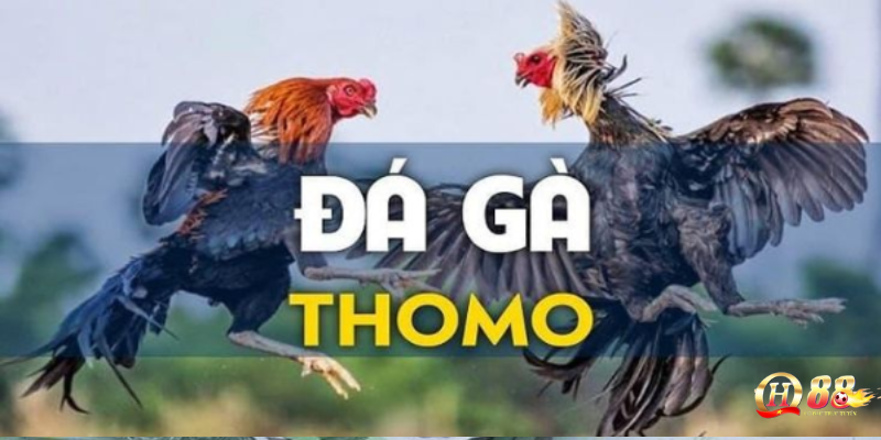 Cách chọn gà chiến khi đá gà thomo