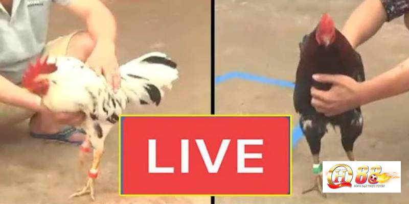 Khi cá cược chơi chọi gà phải tìm hiểu kỹ trận đấu