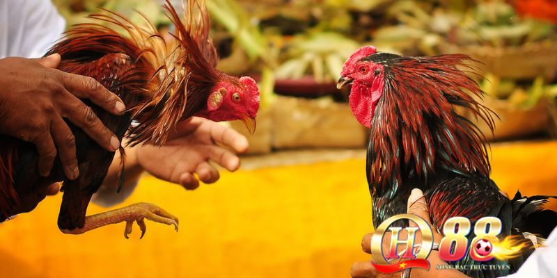 Xây dựng nền móng vững chắc từ việc chọn gà mái